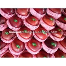 shandong fresh red delicious apple exporter